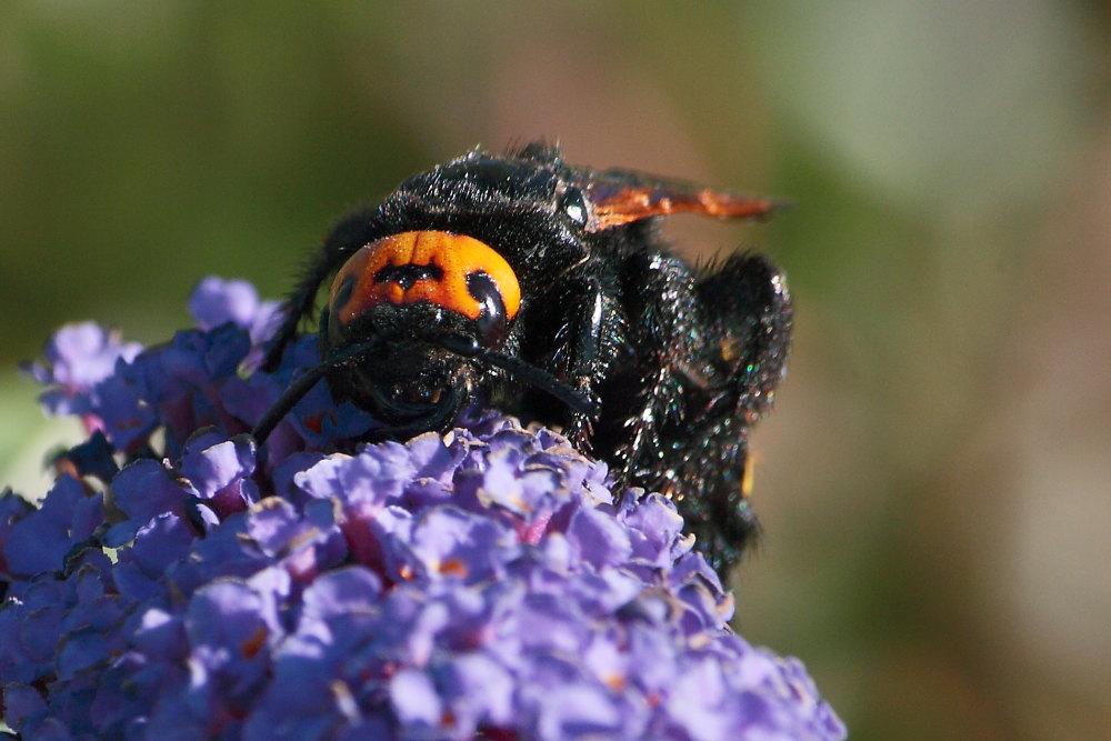Femmina di Megascolia flavifrons