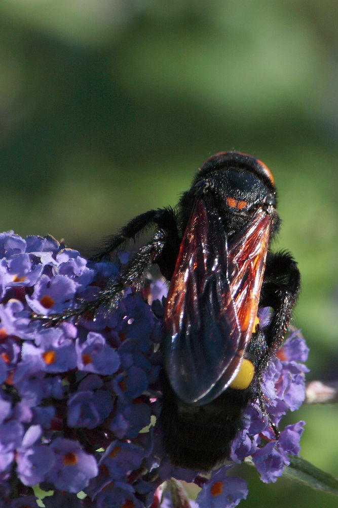 Femmina di Megascolia flavifrons