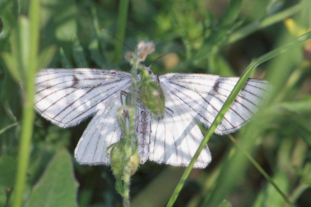 Siona lineata ?