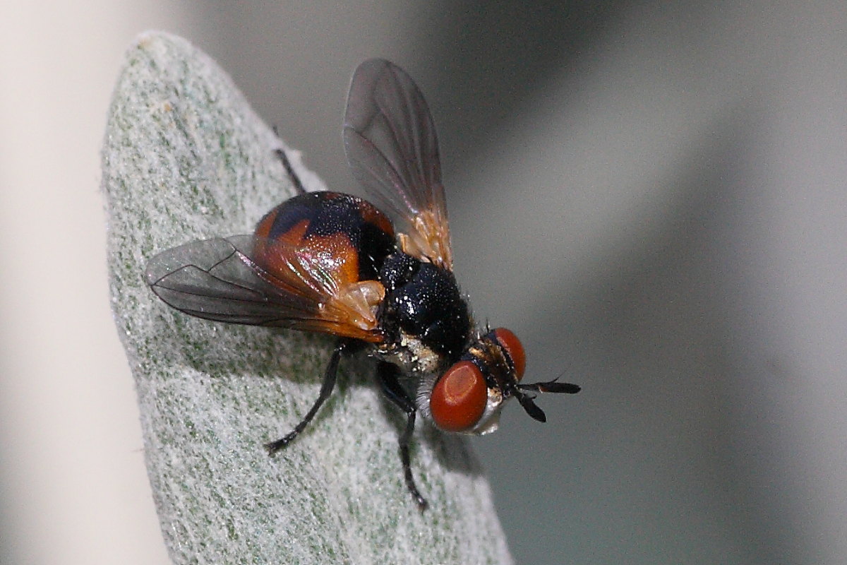 Gymnosoma ?