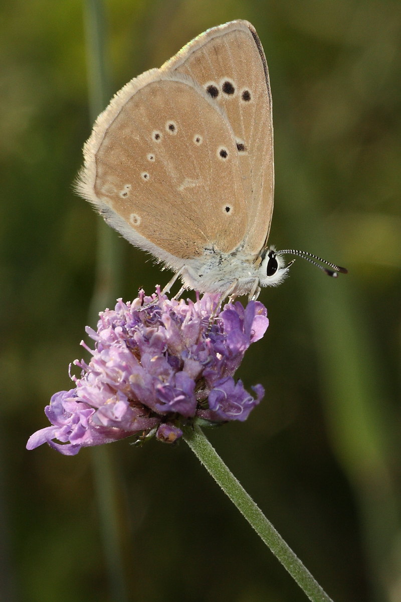 Polyommatus virgilius?