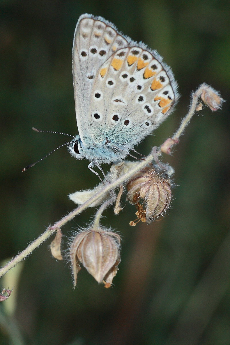 Polyommatus escheri? - Polyommatus sp.