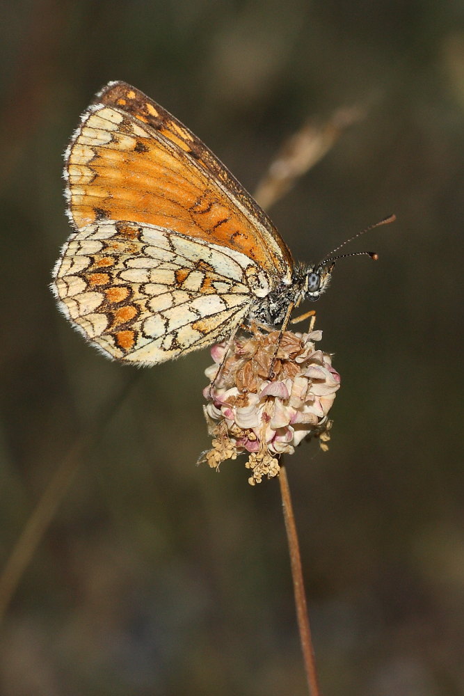 Melitaea athalia?