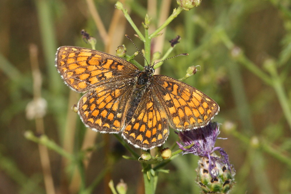 Melitaea athalia?