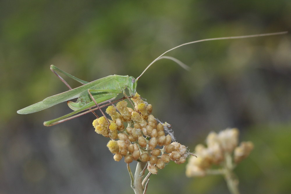 femmina di Tylopsis lilifolia