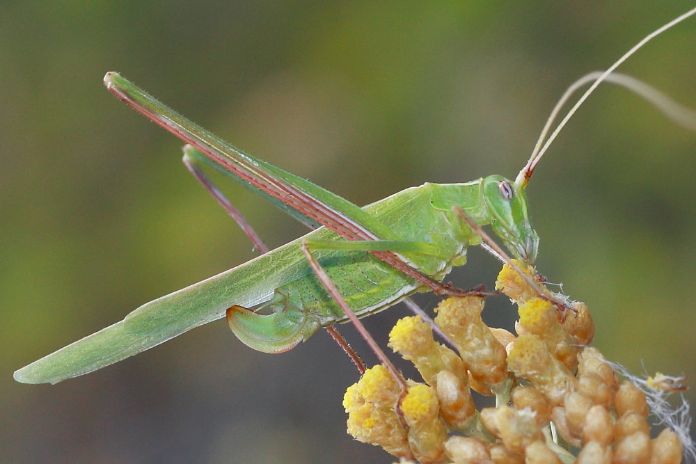 femmina di Tylopsis lilifolia