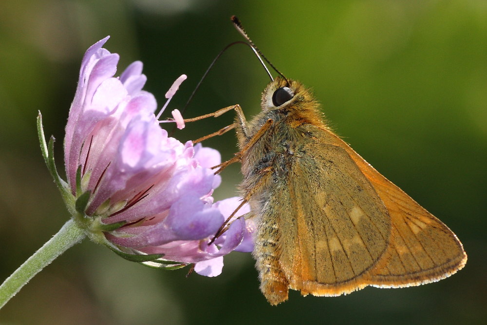 Ochlodes sylvanus?