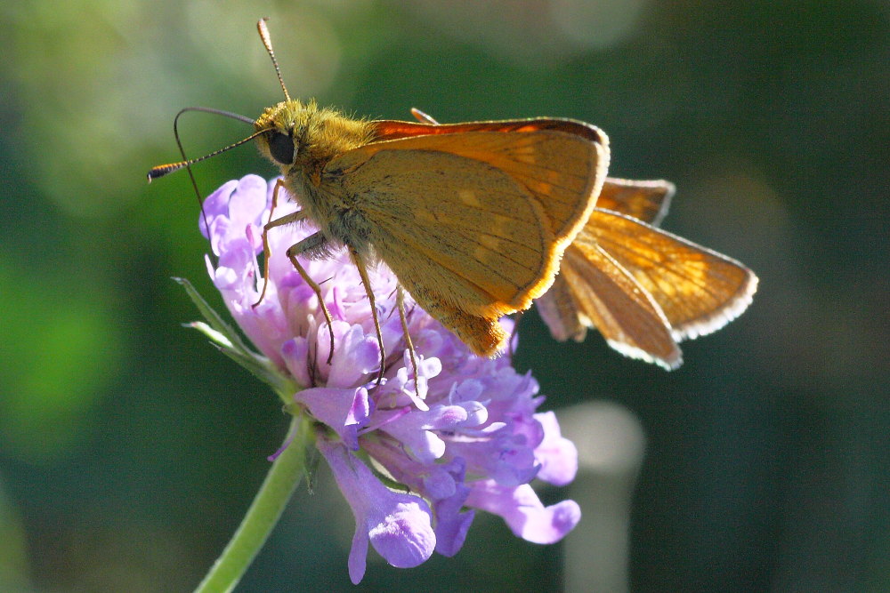 Ochlodes sylvanus?