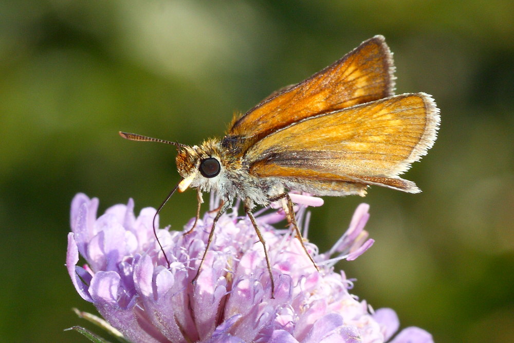 Ochlodes sylvanus?
