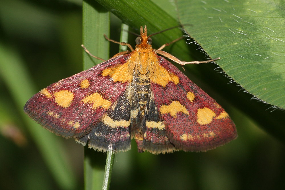 Pyrausta purpuralis ? - S