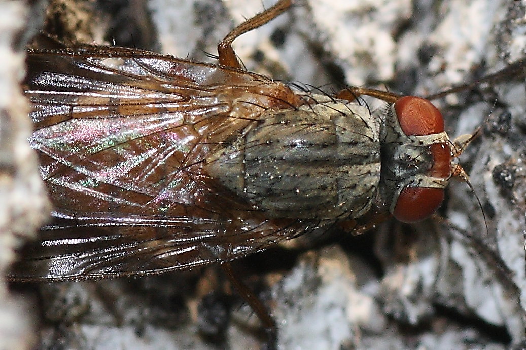 Pegomya sp. (Anthomyiidae)