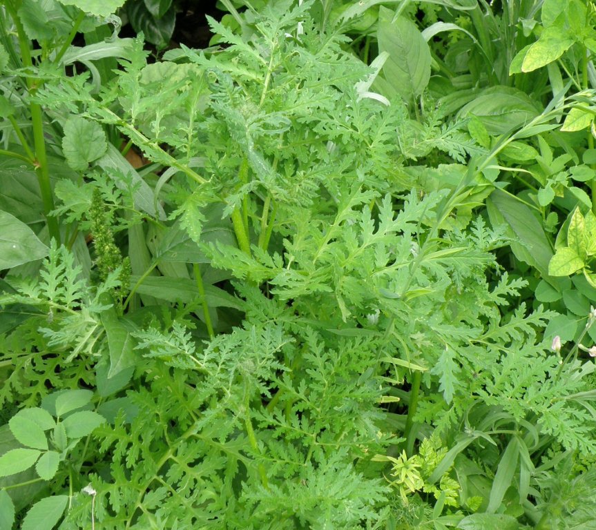 Phacelia tanacetifolia
