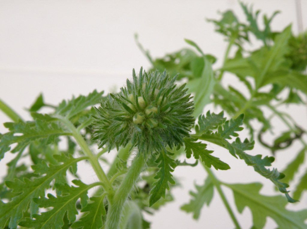 Phacelia tanacetifolia
