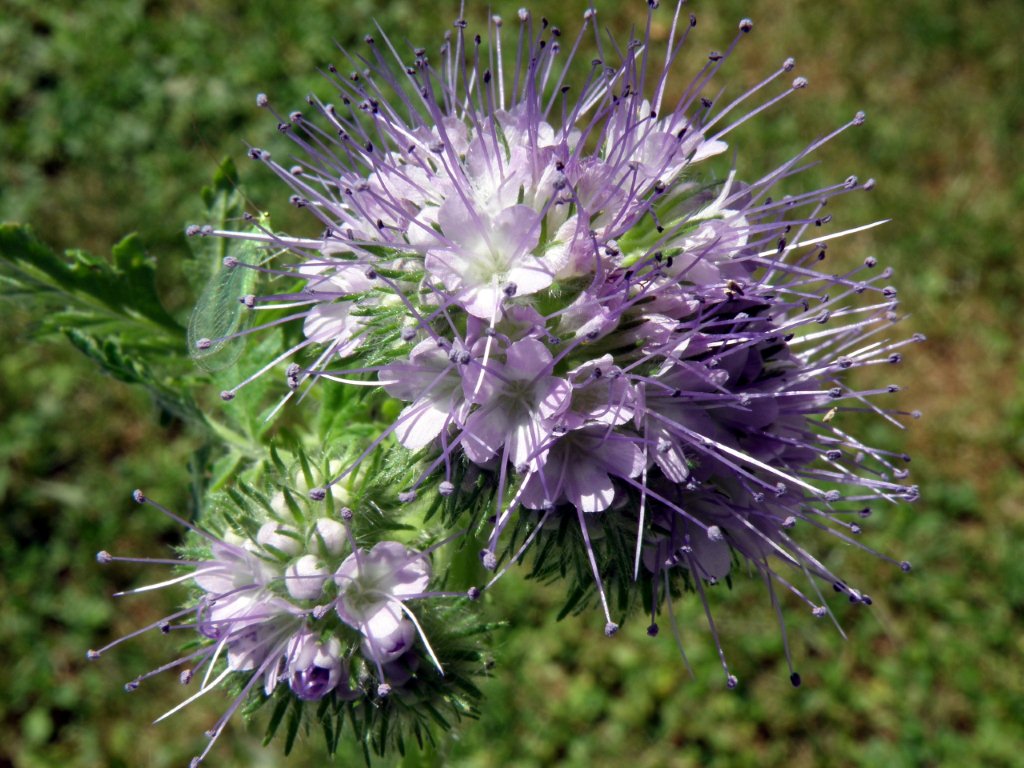 Phacelia tanacetifolia