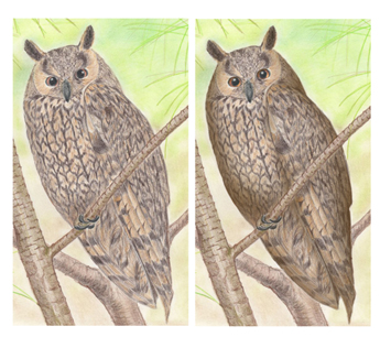 Matite colorate - Gufo comune