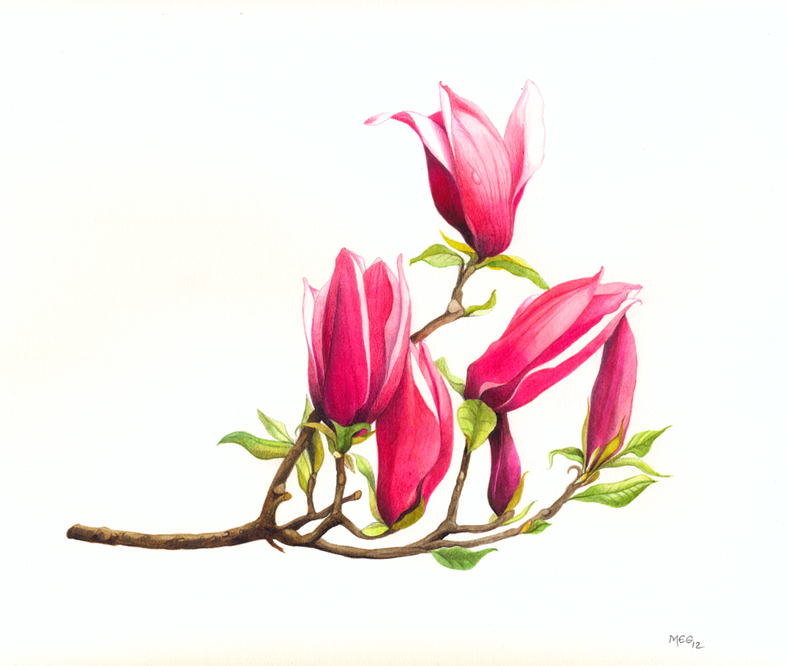 Estratto di magnolia!