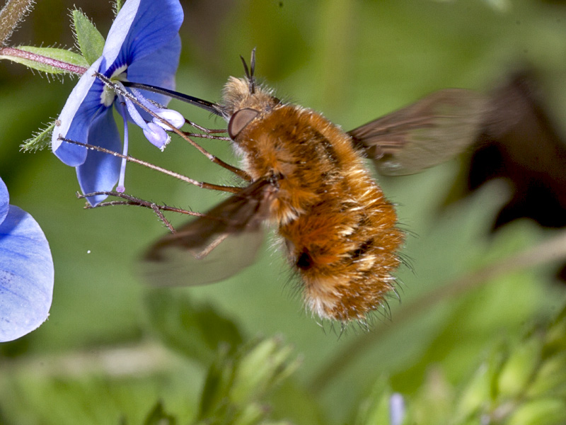 Bombylius major ?