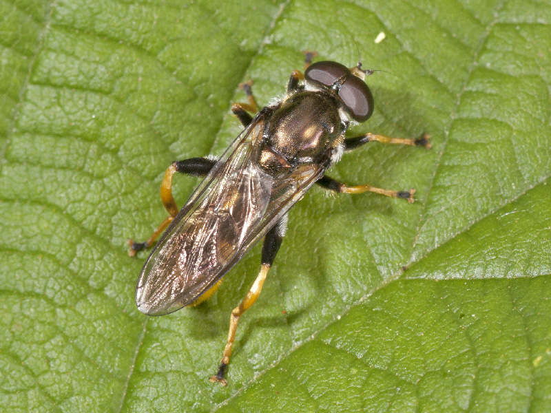 syrphidae