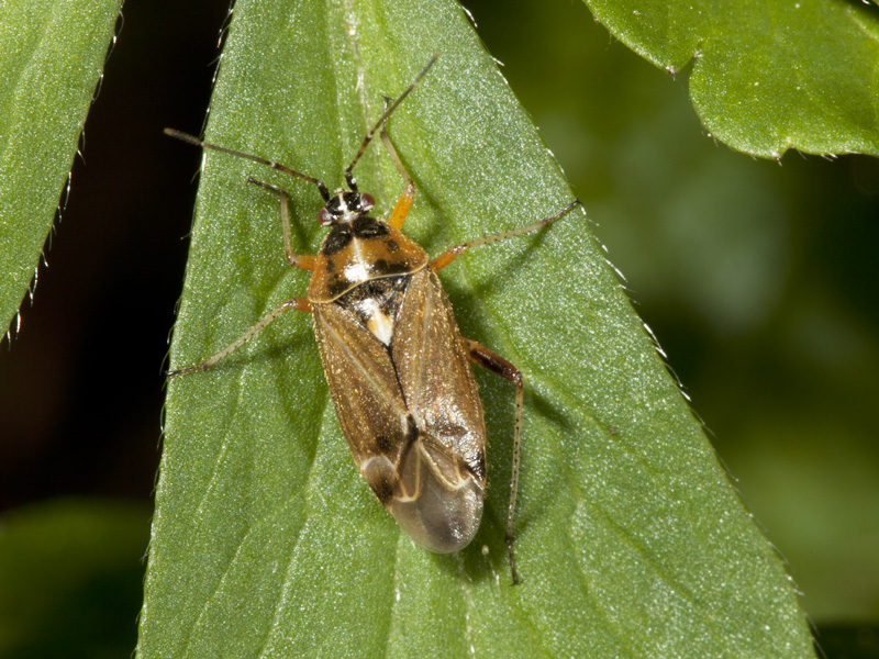 Miridae: Harpocera thoracica del canavese