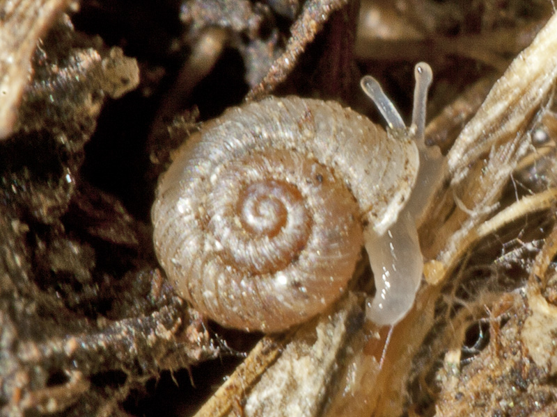 lumaca mini