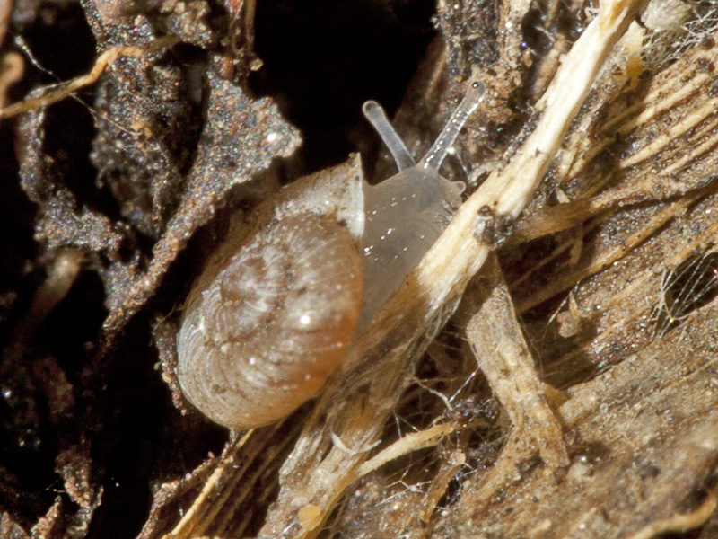 lumaca mini