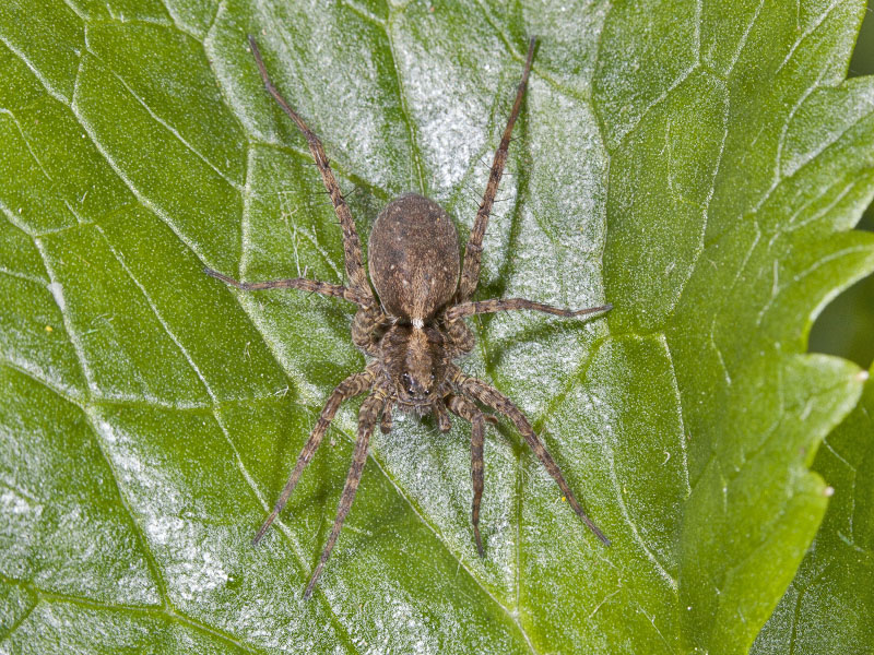 Pardosa sp.