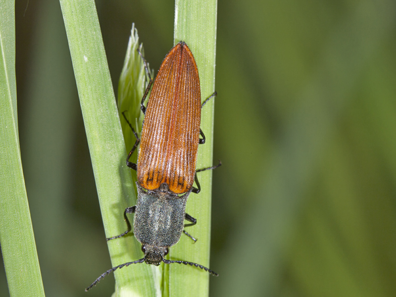 elateridae: Ctenicera virens, femmina