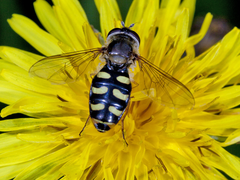 Syrphidae