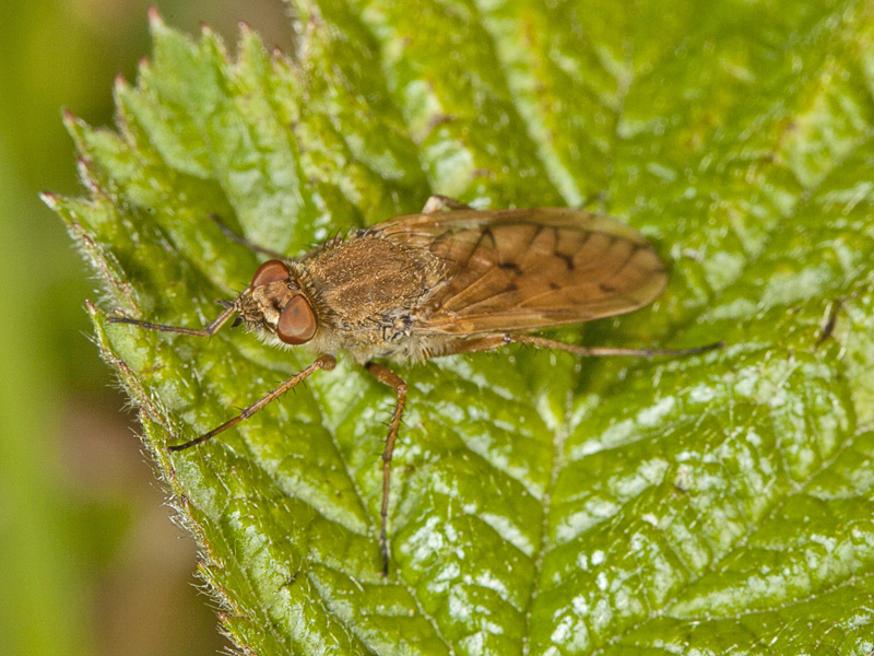 Tabanidae