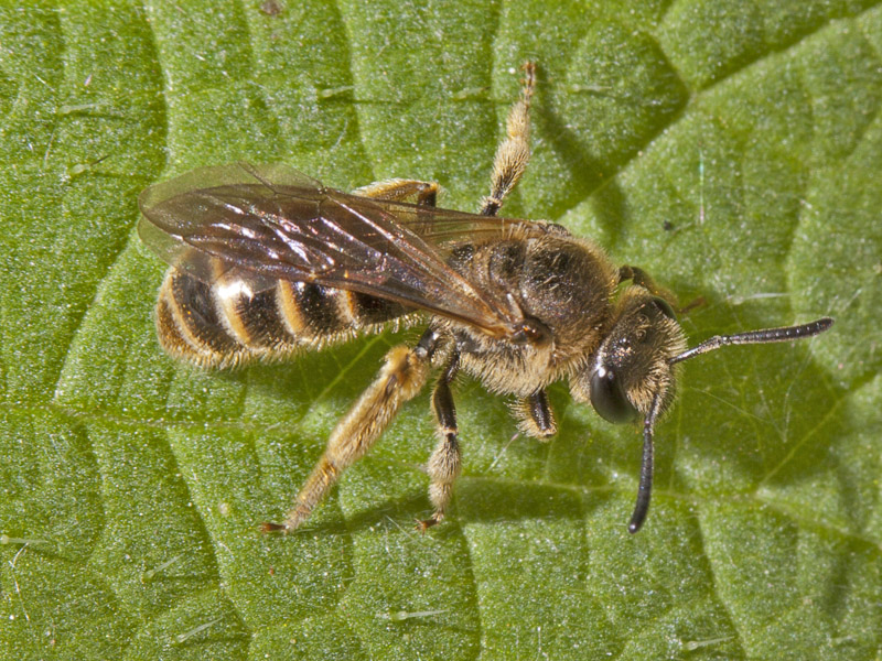 Apidae Halictinae