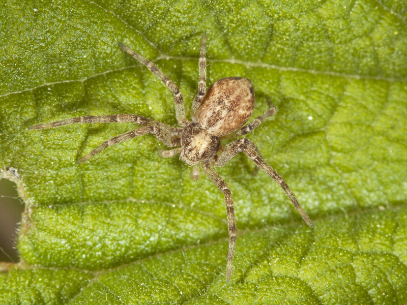 Philodromus sp.