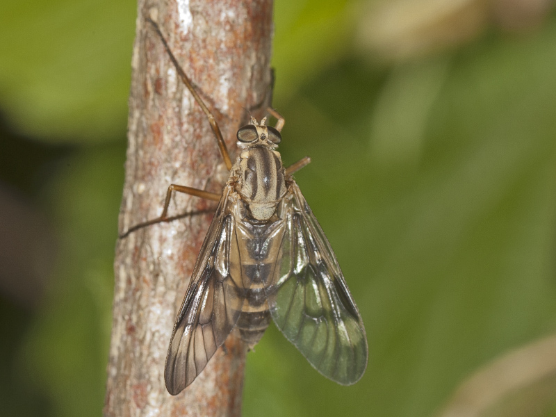 Rhagionidae?