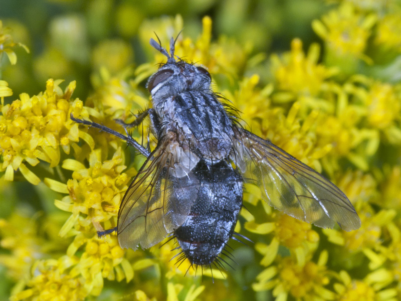 tachinidae?