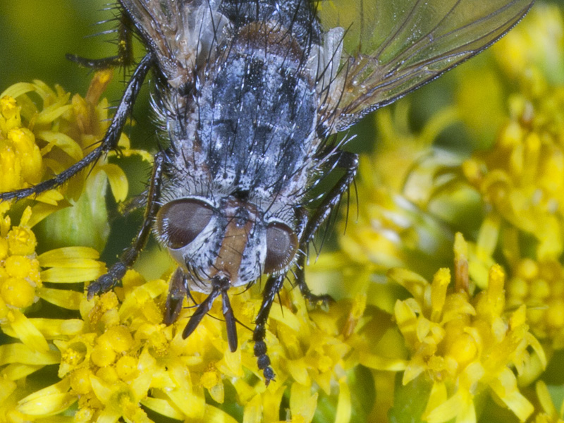 tachinidae?