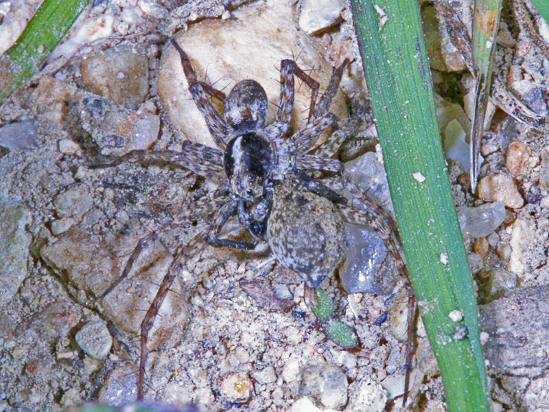 Pardosa sp.