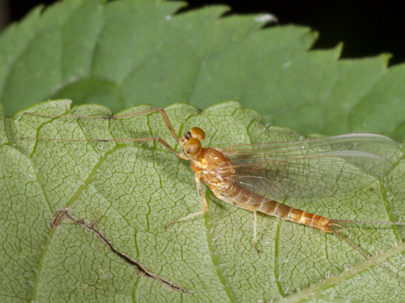 Rhithrogena semicolorata