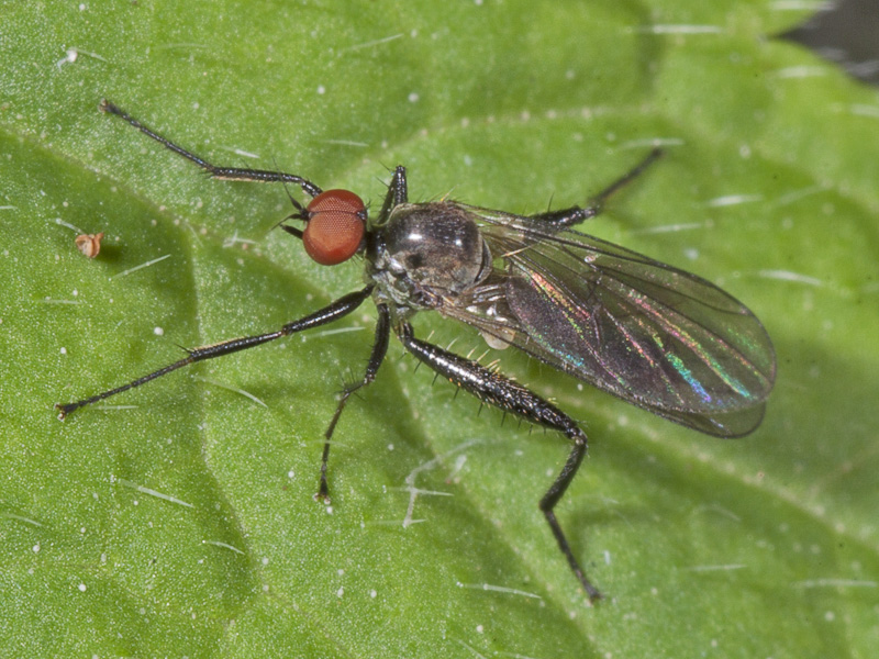 Hybotidae: Hybos culiciformis