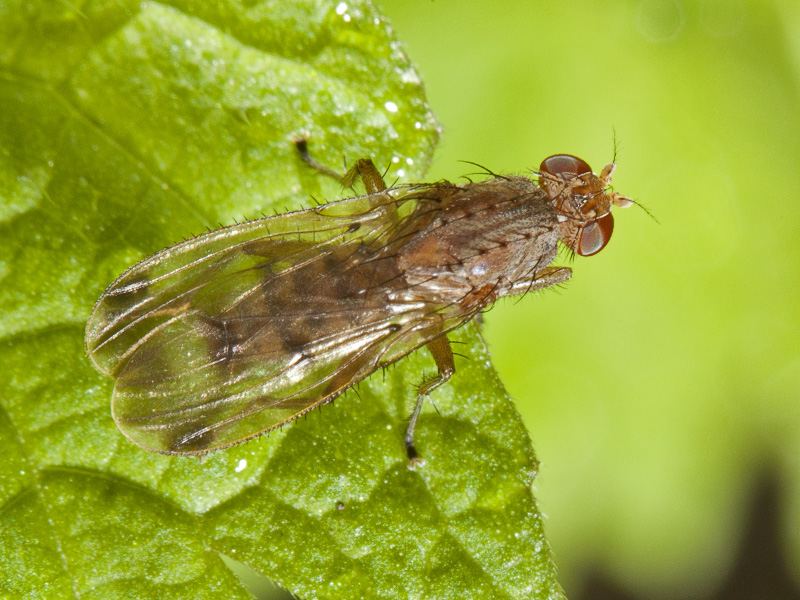 mosca del giorno