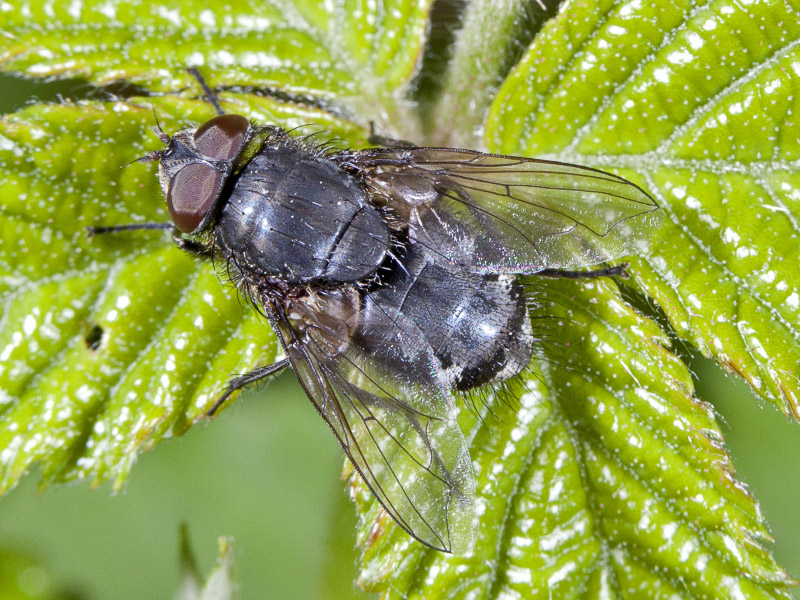tachinidae?