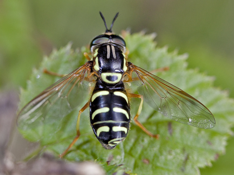 Syrphidae