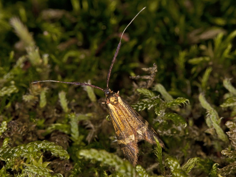 Adelidae ?