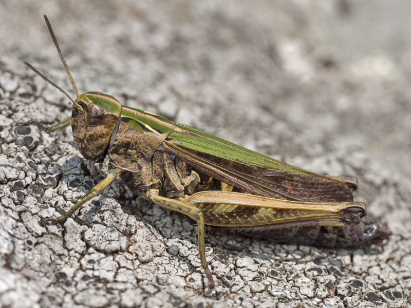 Acridiidae (Calliptamus?)