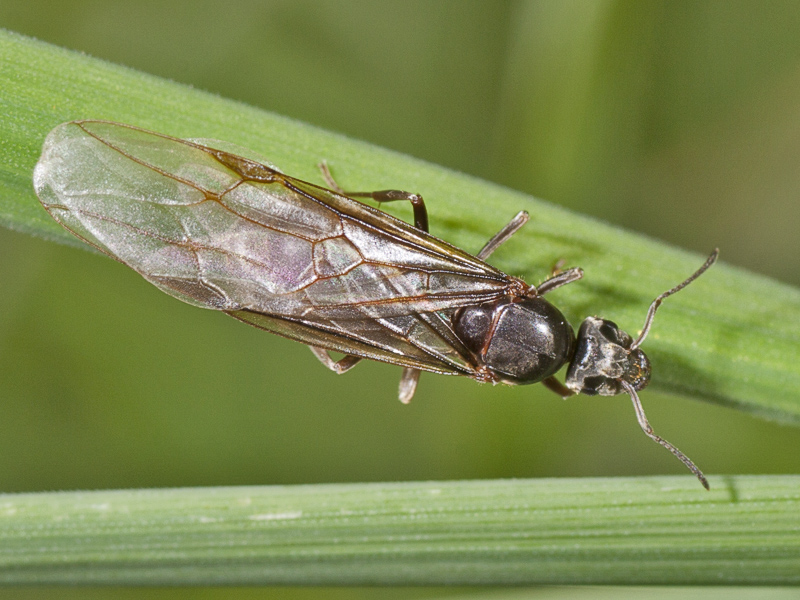 formica? femmina alata di Lasius sp., probabile Lasius niger