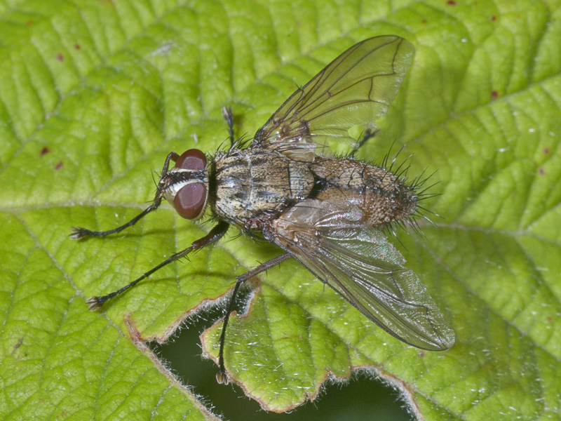 tachinidae?