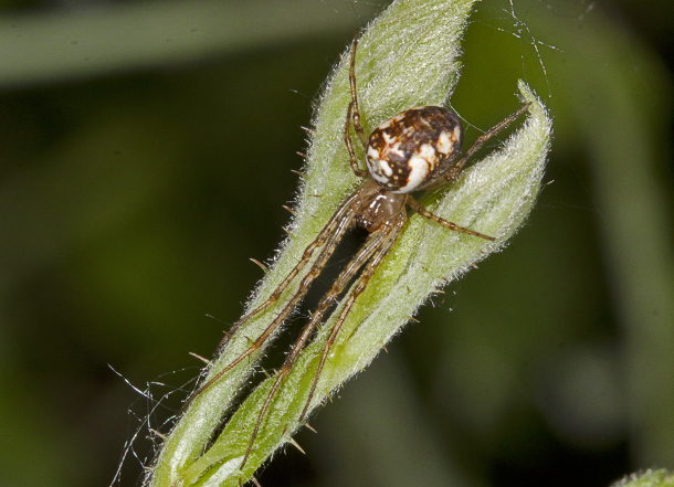 Metellina sp.