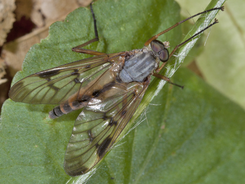 Rhagionidae?