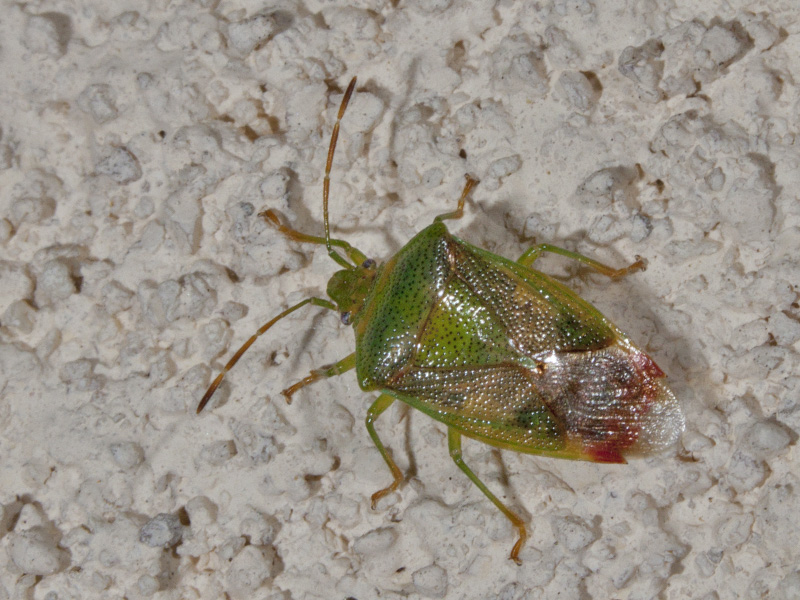 Elasmostethus interstinctus ?
