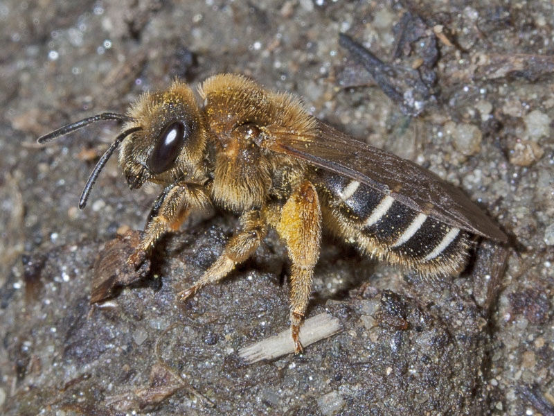 Apidae:  Halictinae? Melittinae?