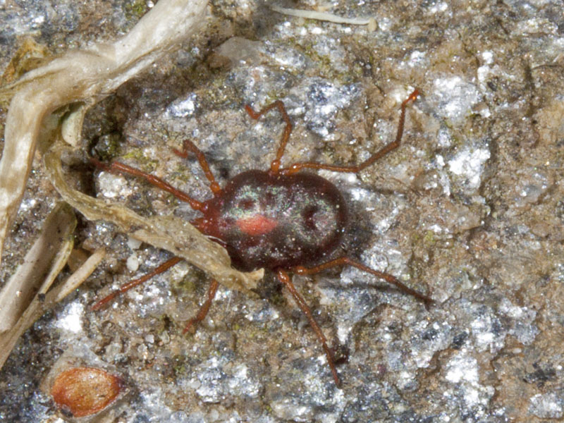 Erythraeus  sp.
