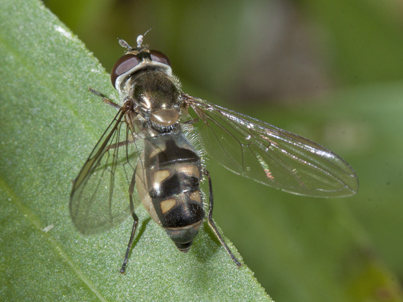 syrphidae